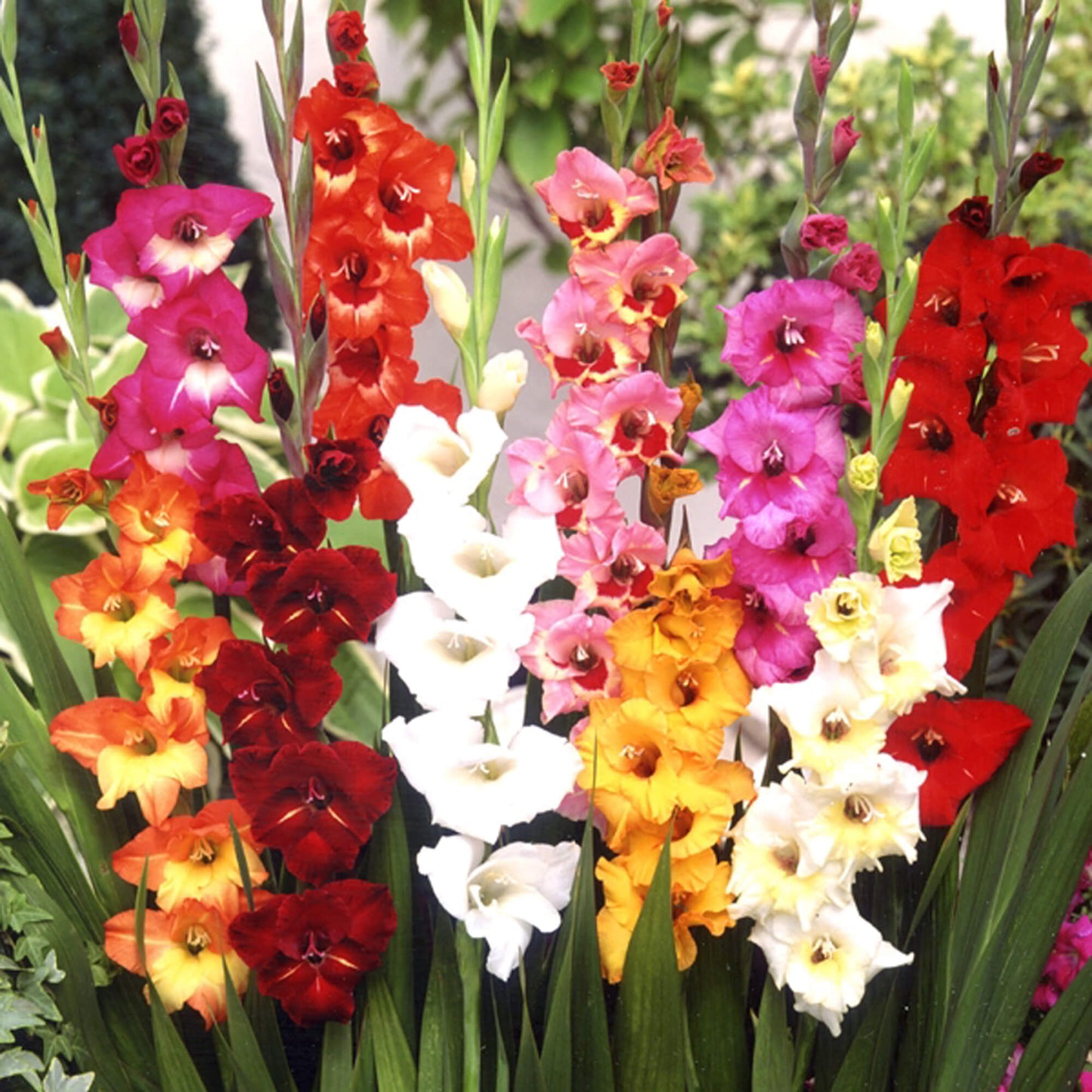 Gladiole Mix (50 bucăți)