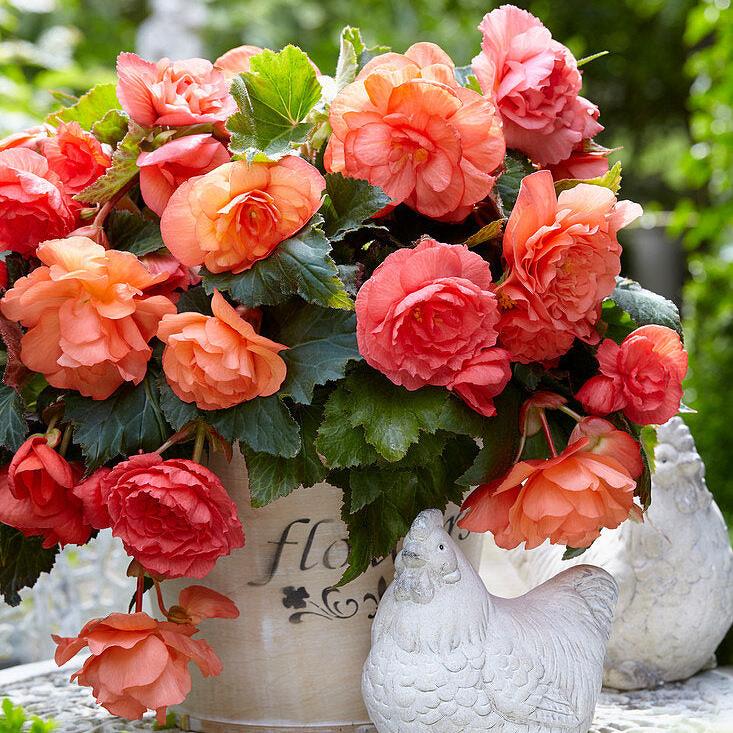 Begonia Odorosa Somon (Parfumată)