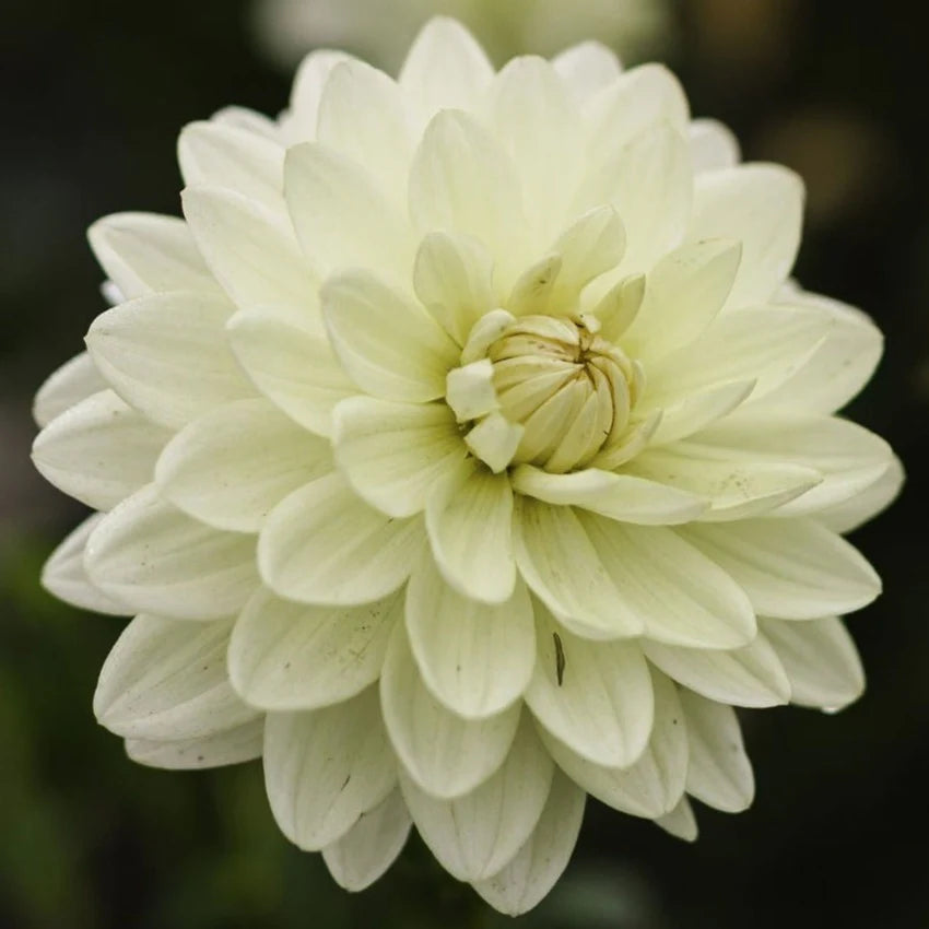 Dalia Cameo