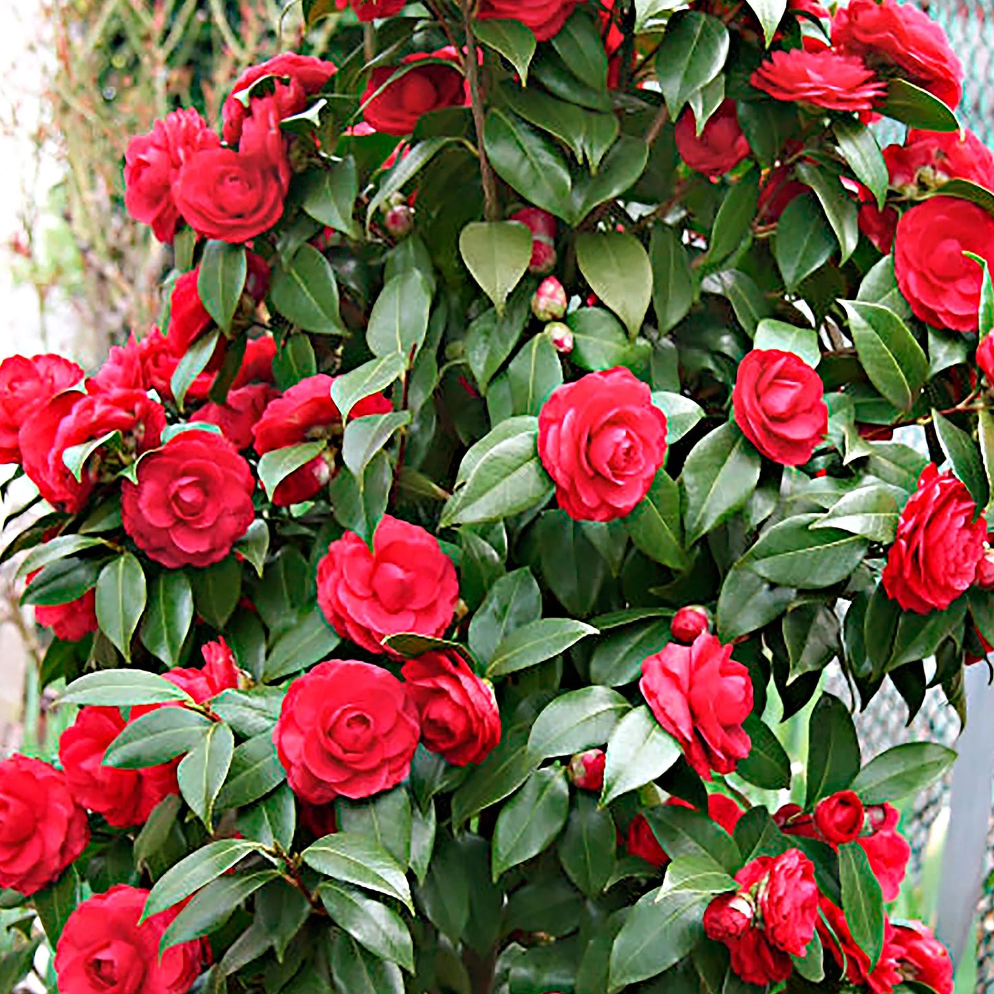 Camellia Red