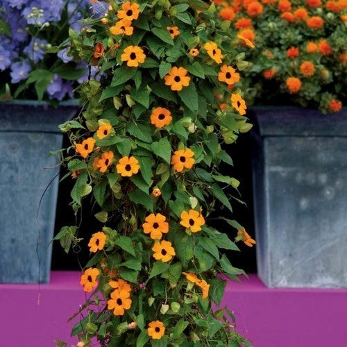 Thunbergia Orange (Suzană cu ochii negri- ghiveci 2 L)