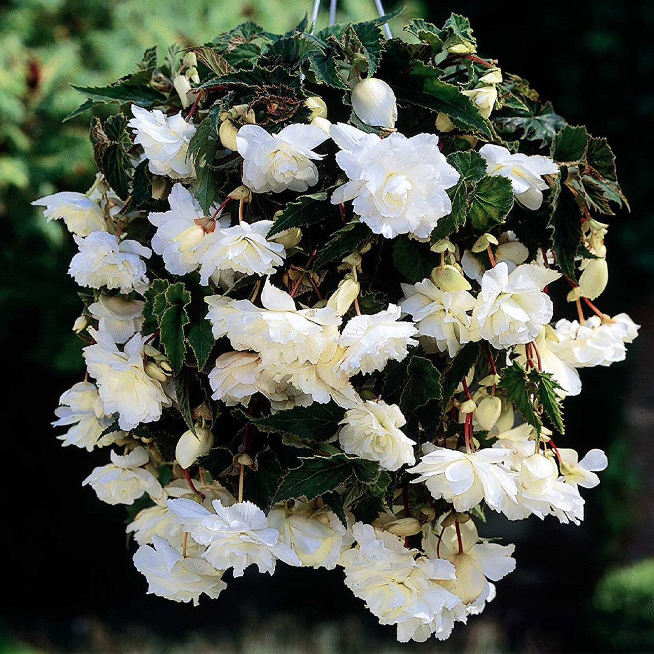 Begonia Pendula White