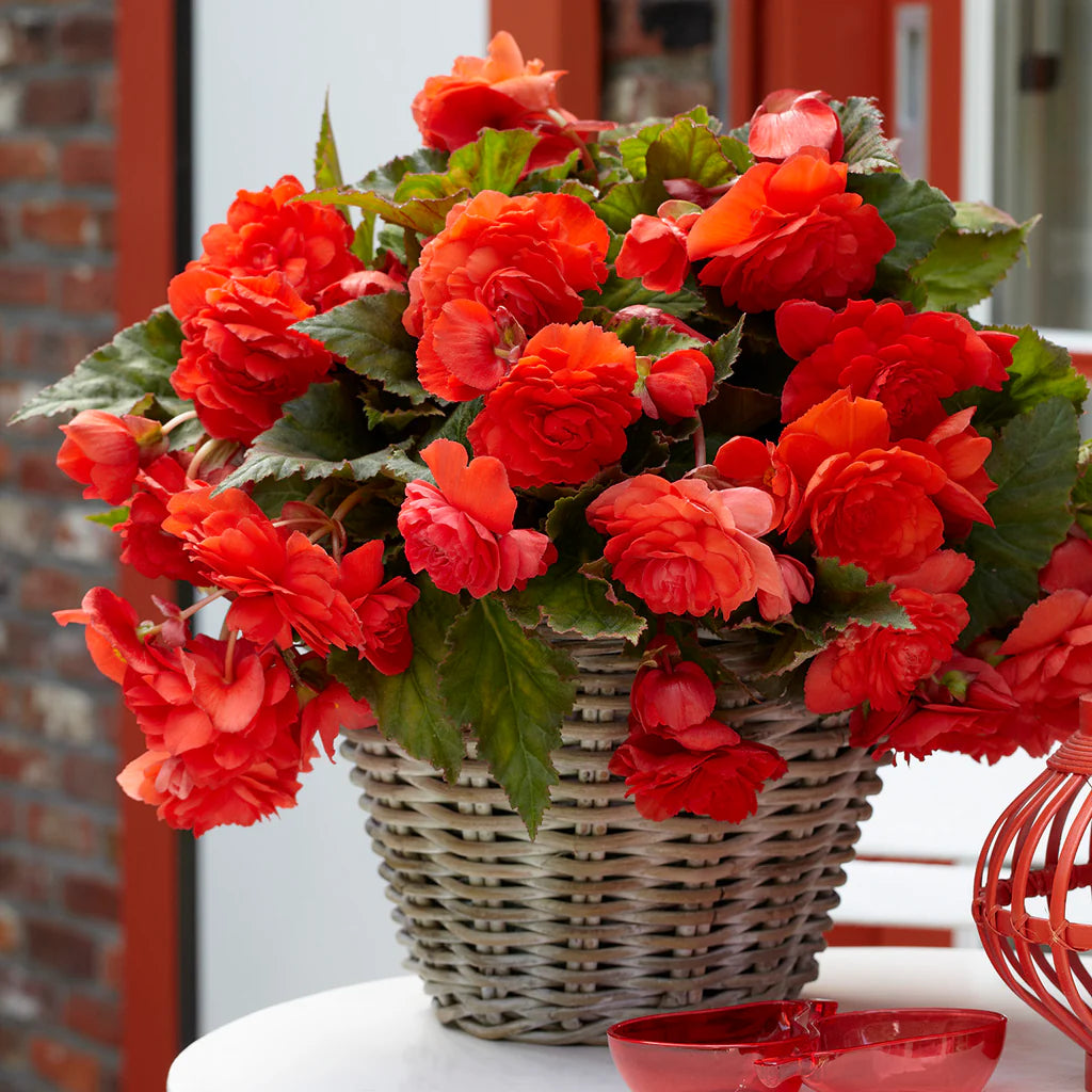Begonia Odorosa Red Sunset (Parfumată)