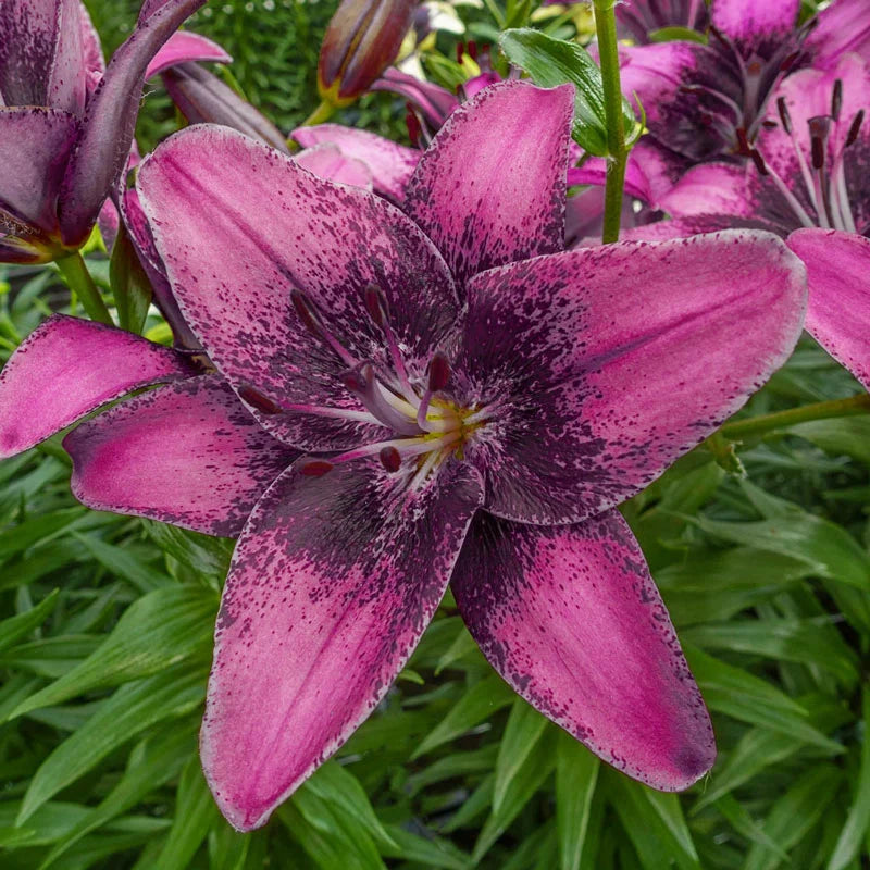 Lilium Bicolor Purple Dream