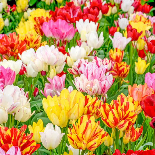 Lalele Pitice Multiflore MIx (10 bucăți)