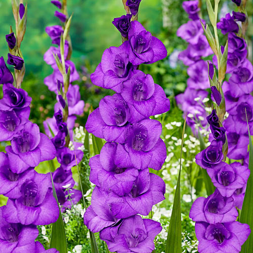 Gladiole Donau