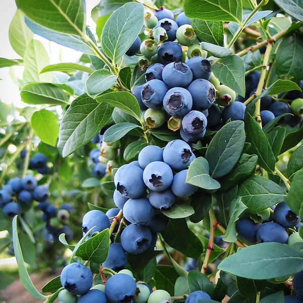 Afin (Vaccinium corymbosum)