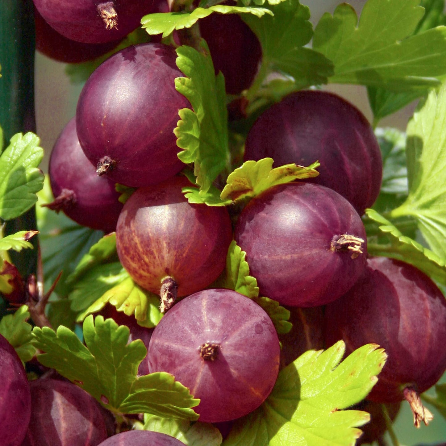 Agriș Roșu (Ribes uva-crispa red)