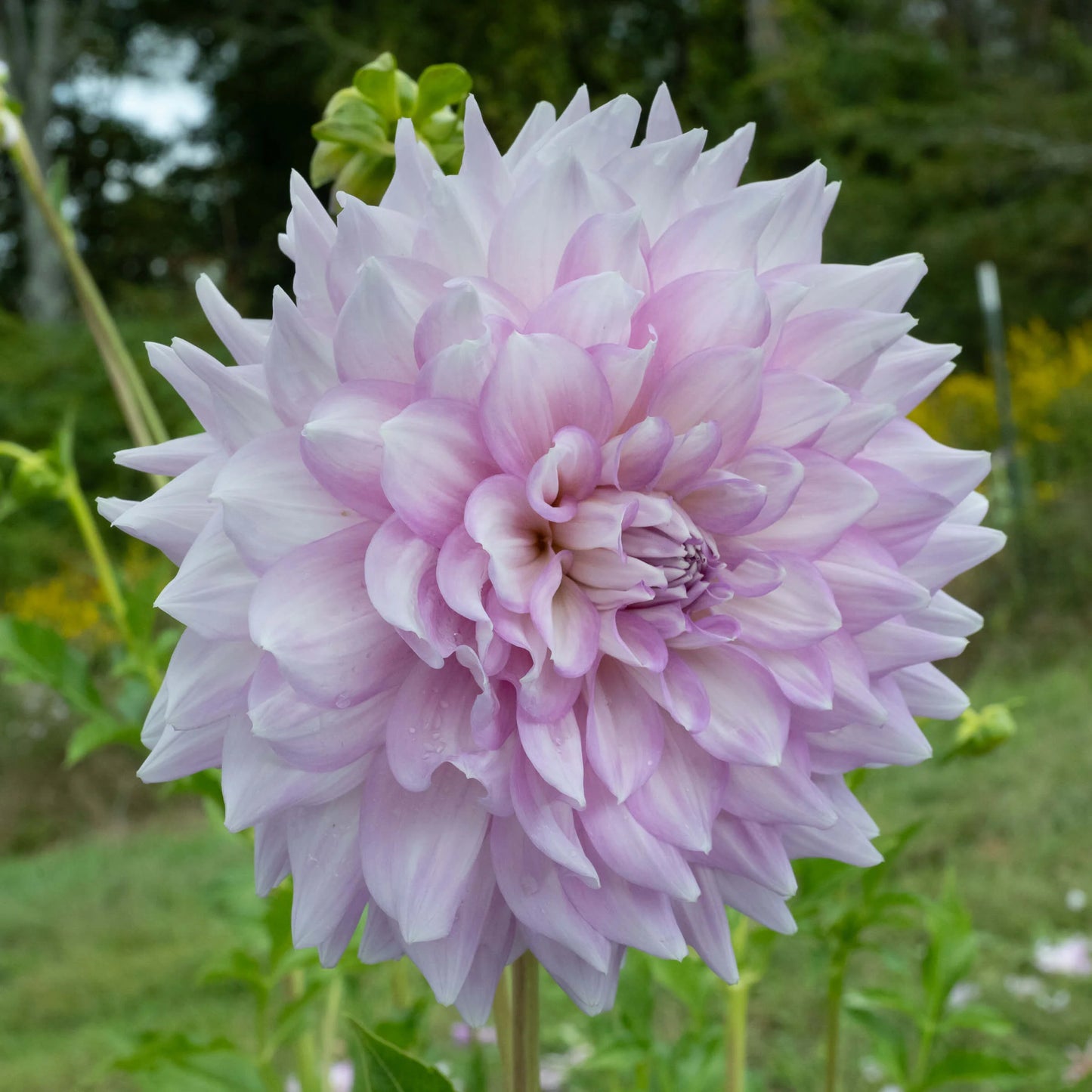 Dalia Almand's Joy