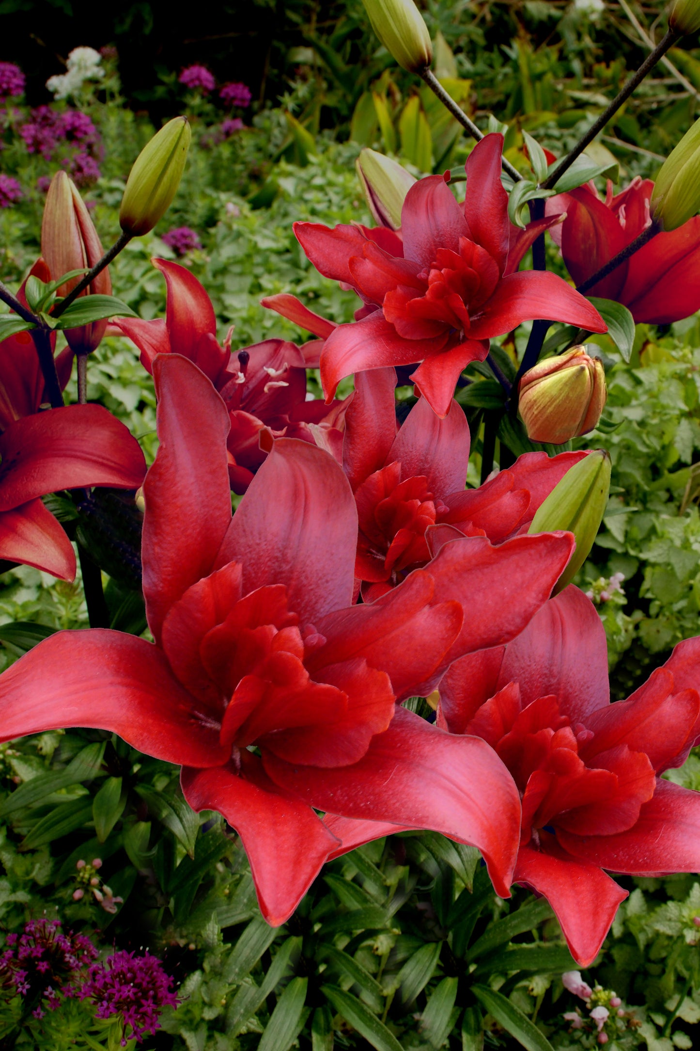 Lilium Dublu Asiatic Bald Eagle