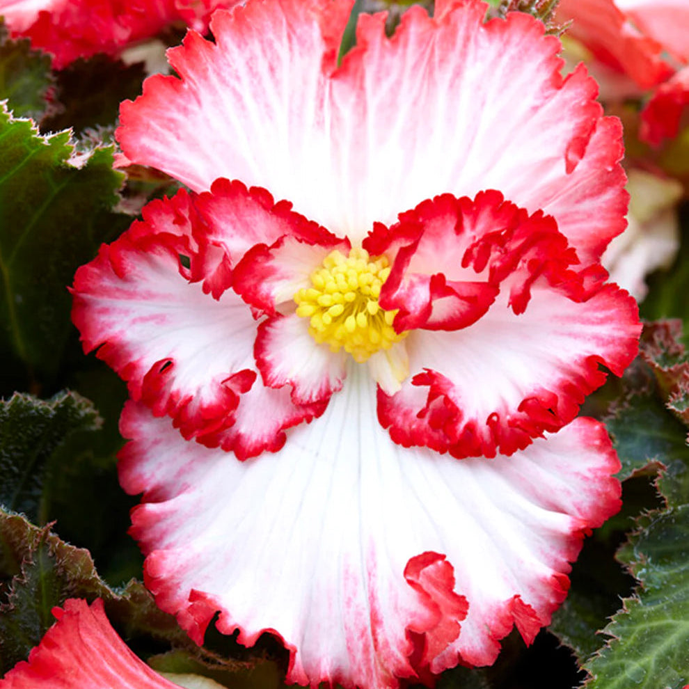 Begonia Crispa Marginata