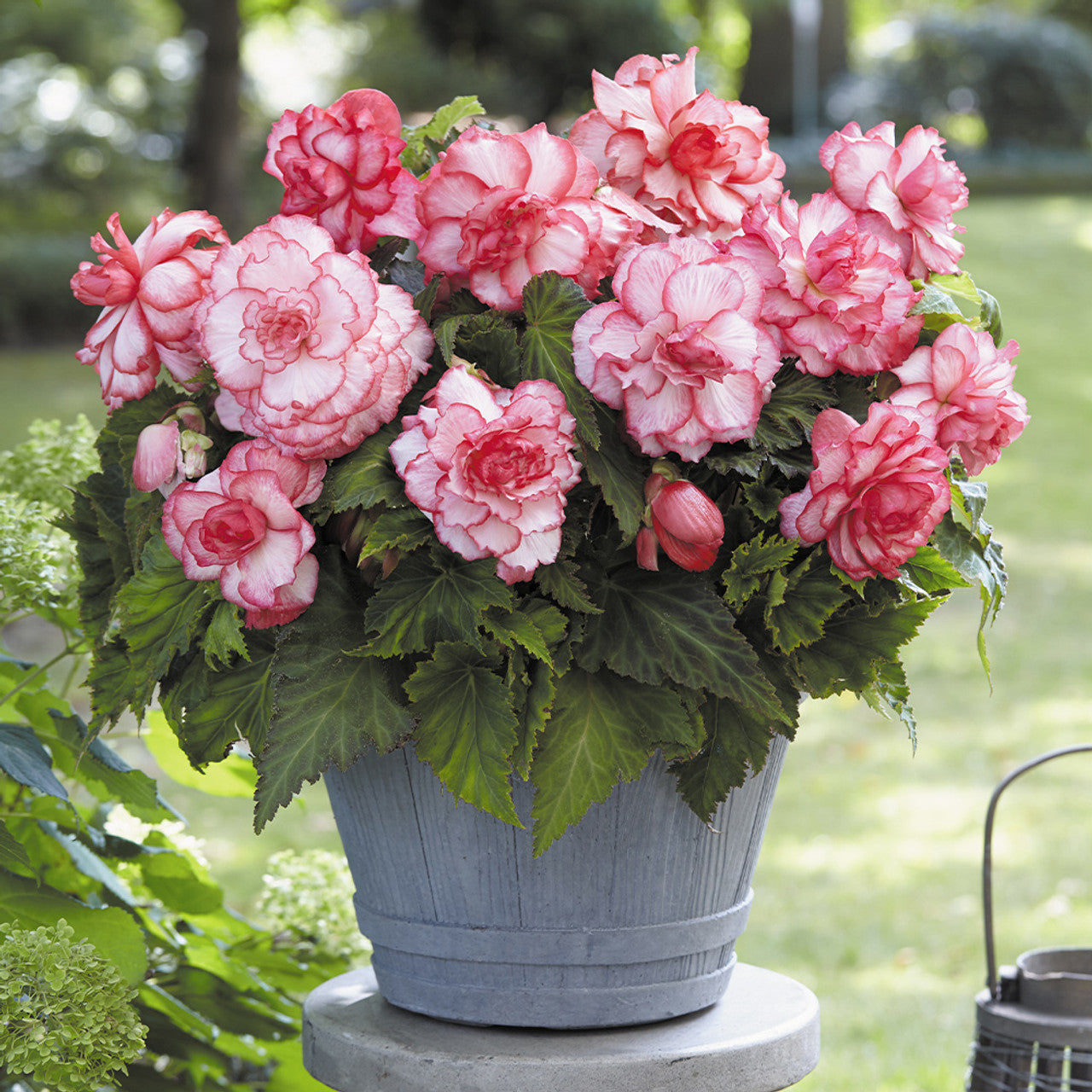 Begonia Double Buton de Rose