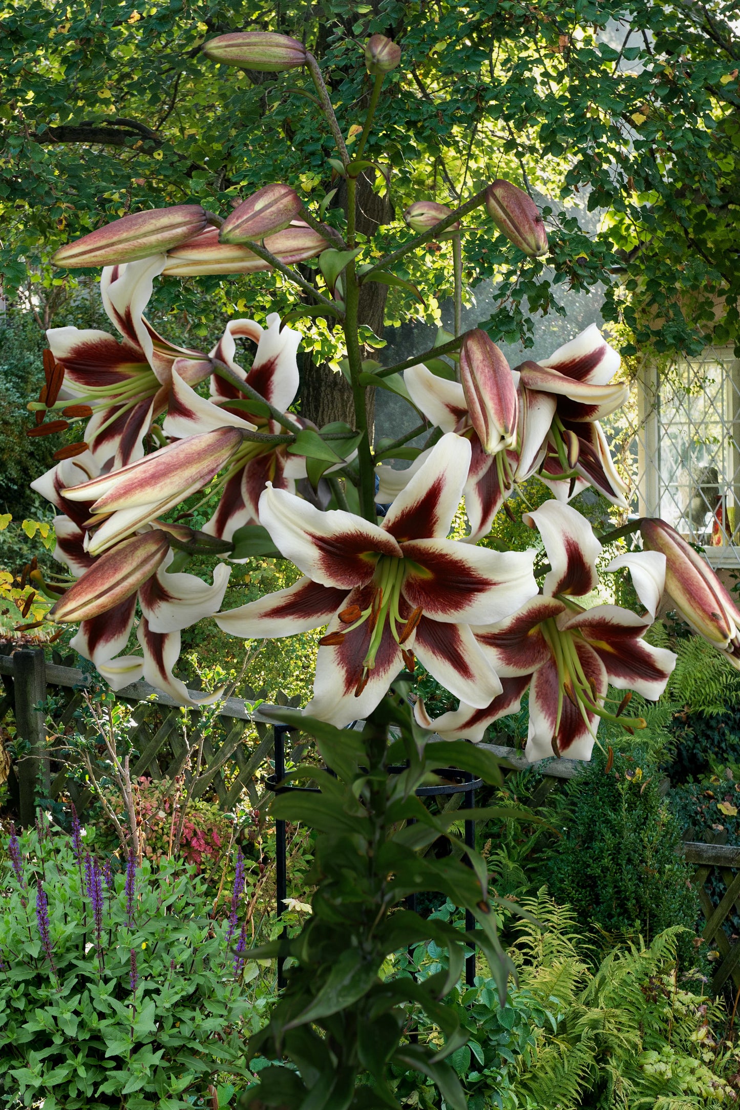 Lilium O.T Hibrid Beverly Dreams