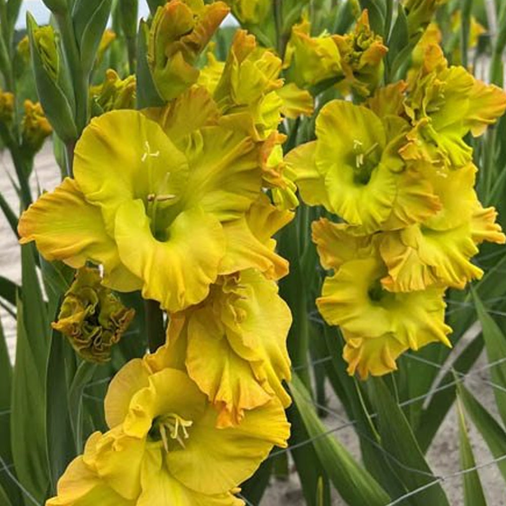Gladiole Blitz