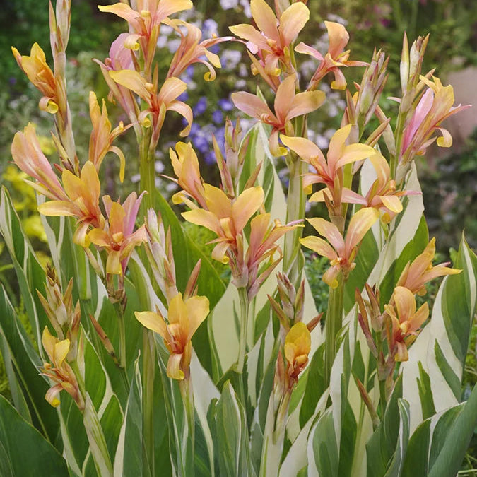 Canna Indica Stuttgart