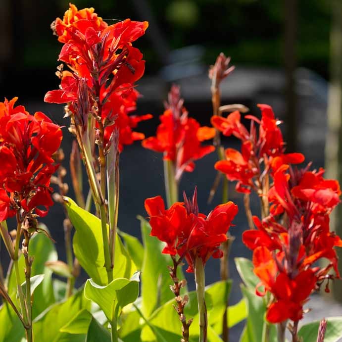 Canna Indica Brilliant