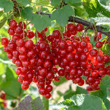 Coacăz Roșu (Ribes rubrum)