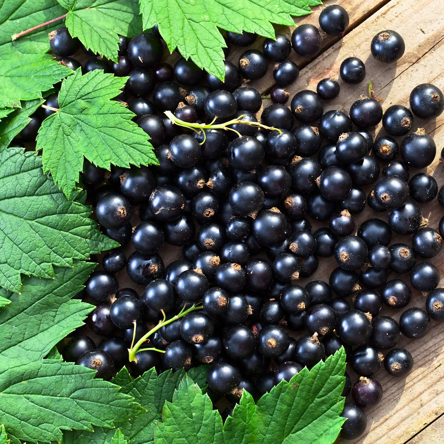 Coacăz Negru (Ribes nigrum)