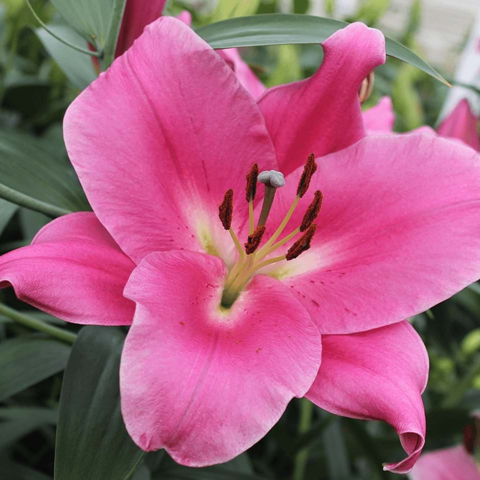 Lilium Corvette
