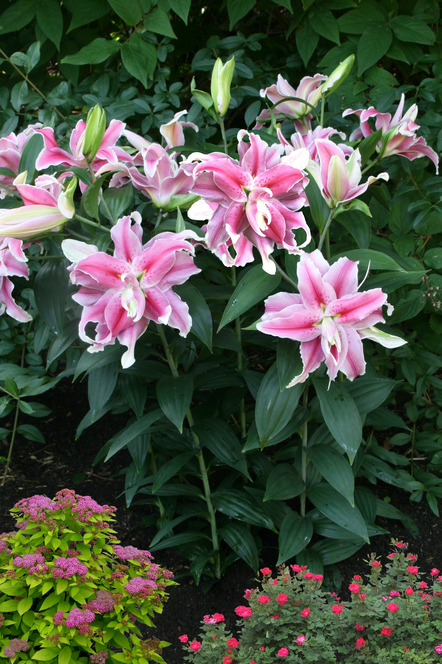 Lilium Dublu Oriental Distant Drum