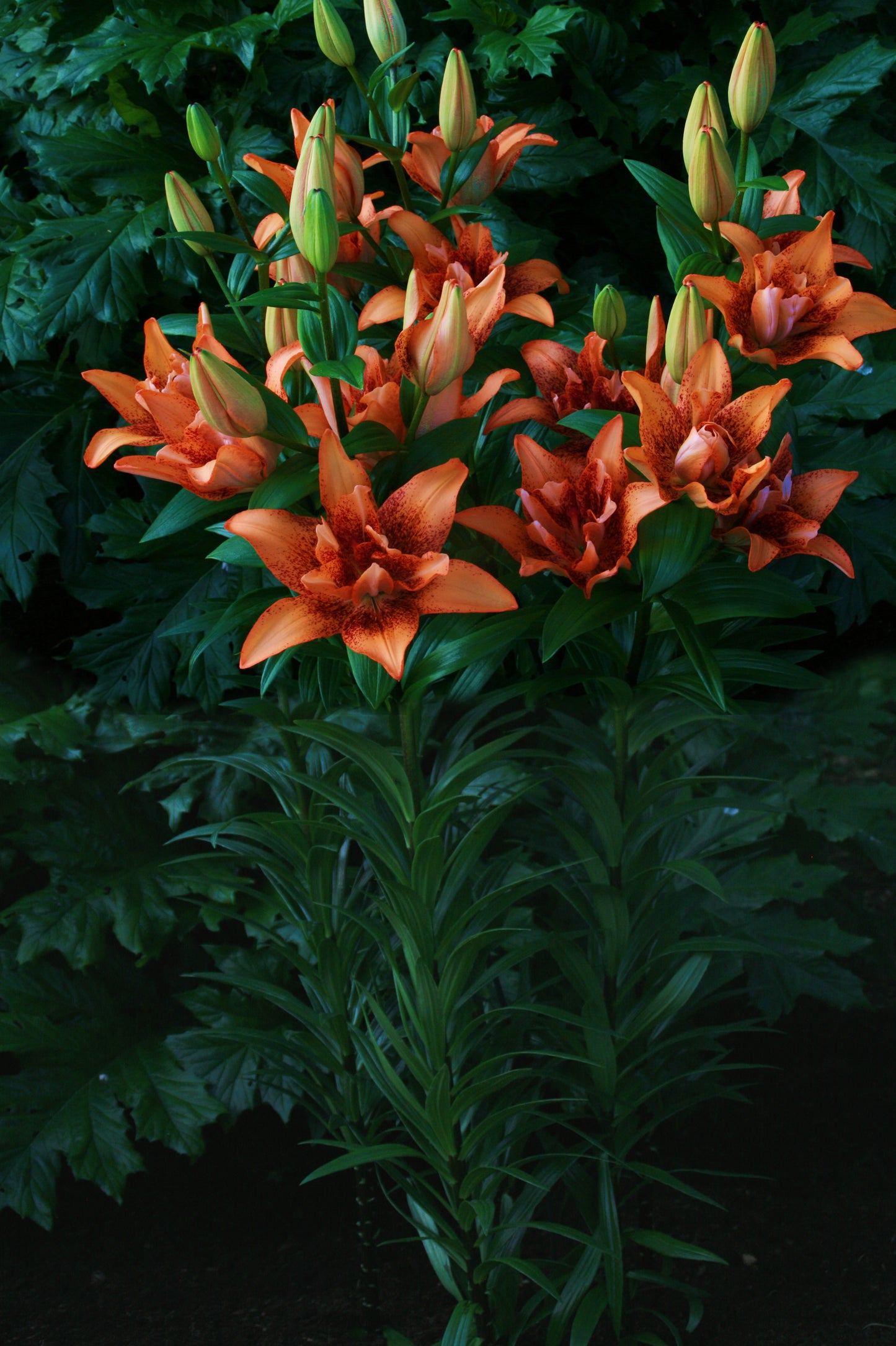 Lilium Dublu Asiatic Double Love