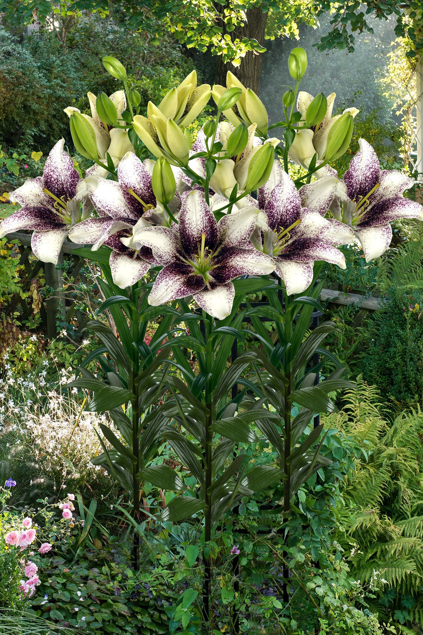 Lilium Easy Spot (fără polen)