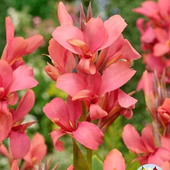 Canna Indica Eeden