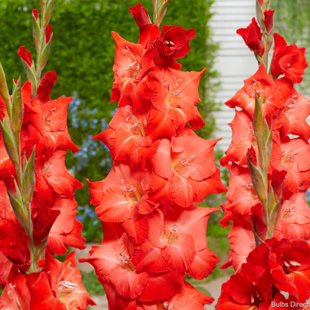 Gladiole For Evight