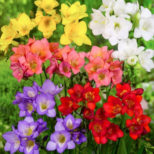 Frezia Single Mix (10 bucăți)