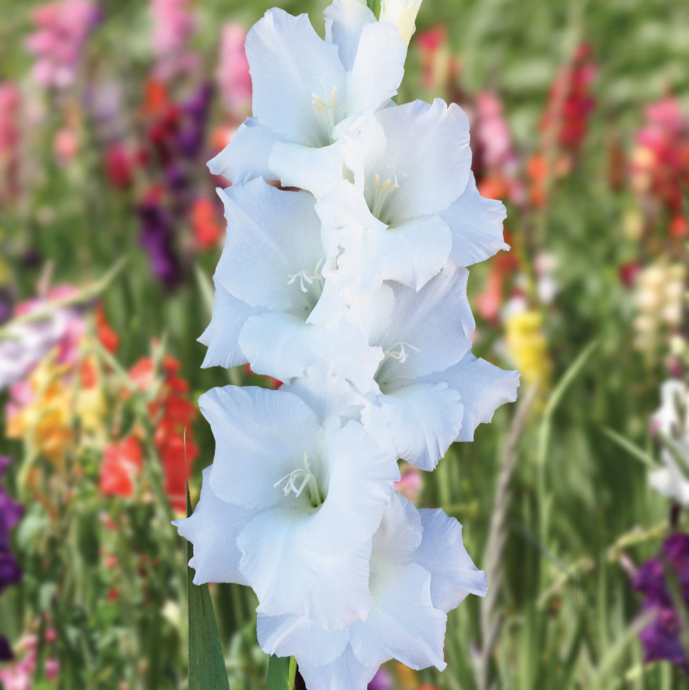 Gladiole Pied Mohlen
