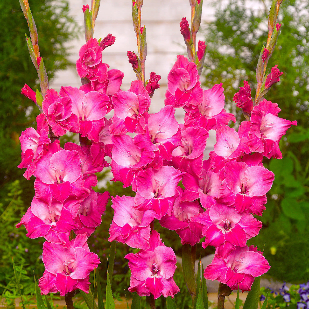 Gladiole Fairytale Pink