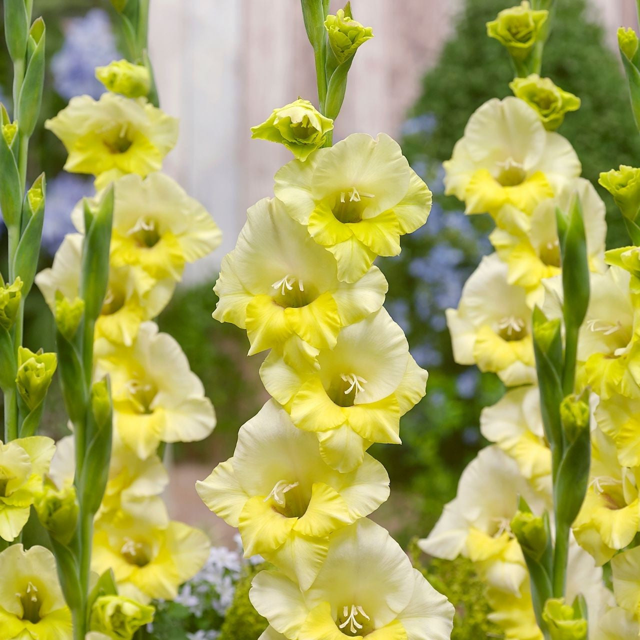 Gladiole Banana