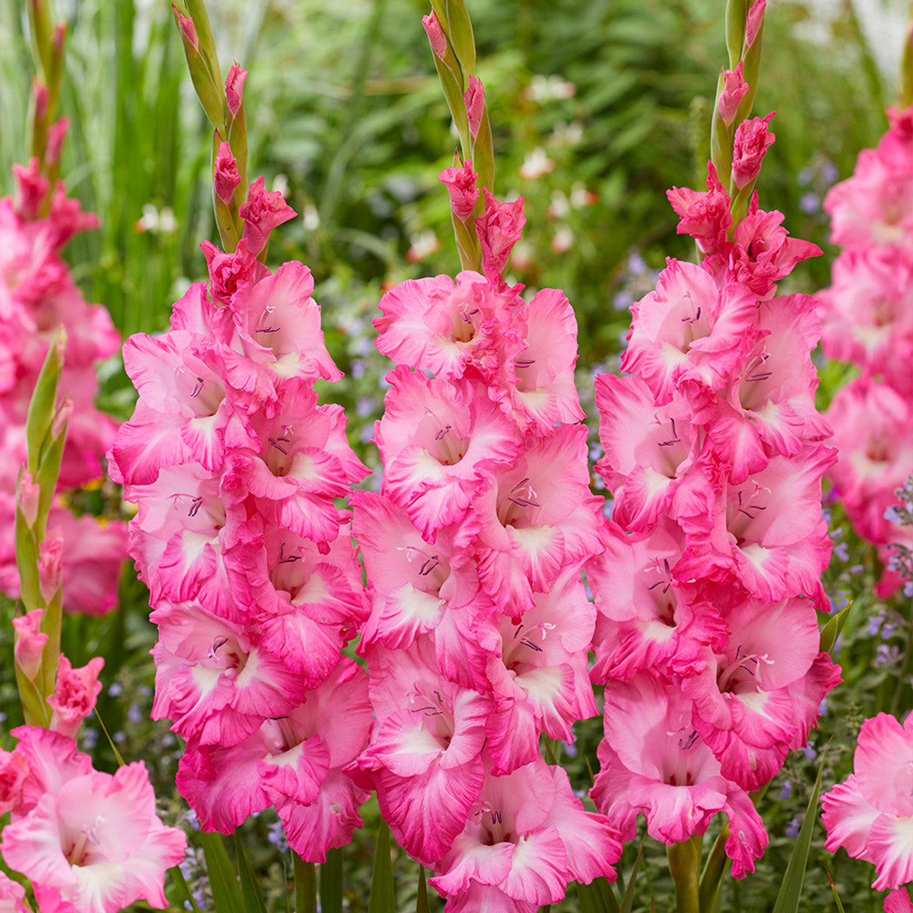 Gladiole Violet King