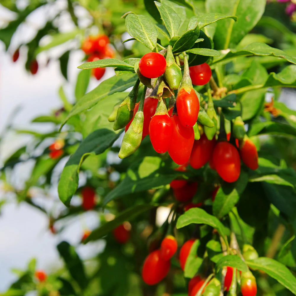 Goji (Lycium Barbarum)
