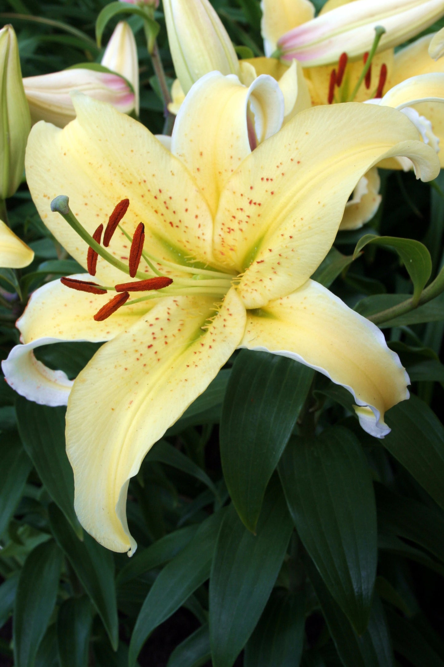 Lilium Pitic Gold Fever (de ghiveci)