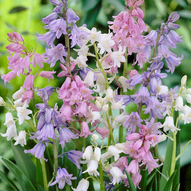 Hyacinthoides Hispanica Mix (10 bucăți) - Zambile Spaniole