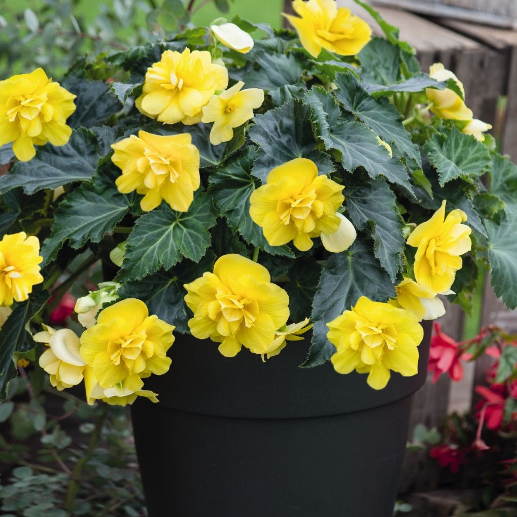 Begonia Nonstop Joy Yellow