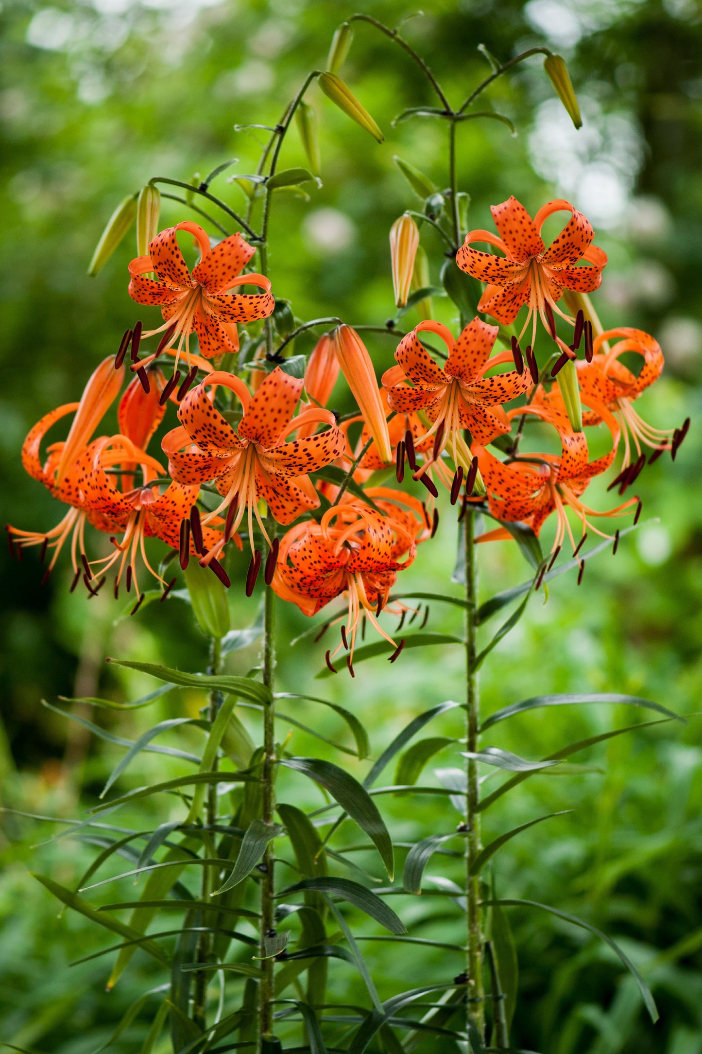 Lilium Tiger Lancifolium
