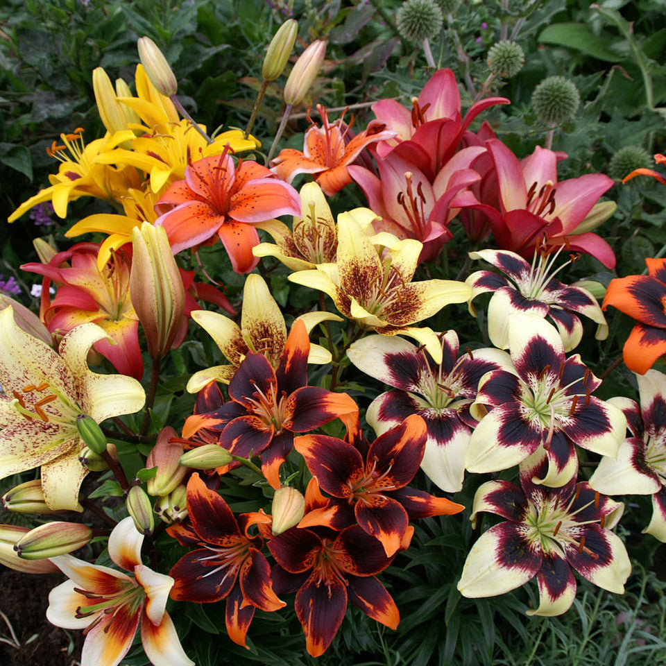 Lilium Mix Bicolor (10 bucăți)