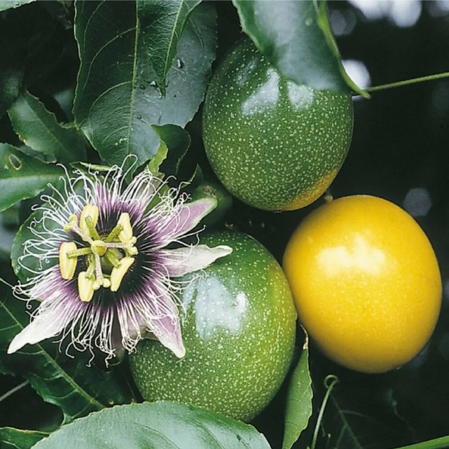 Maracuja (Fructul Pasiunii - Passiflora edulis)