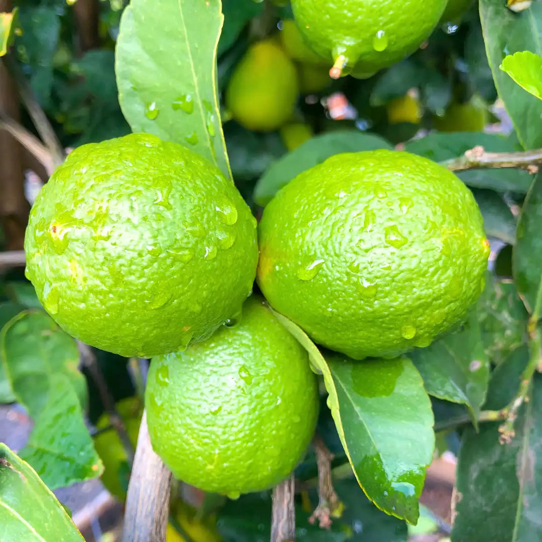 Limetă Mexicană (Citrus aurantifolia)