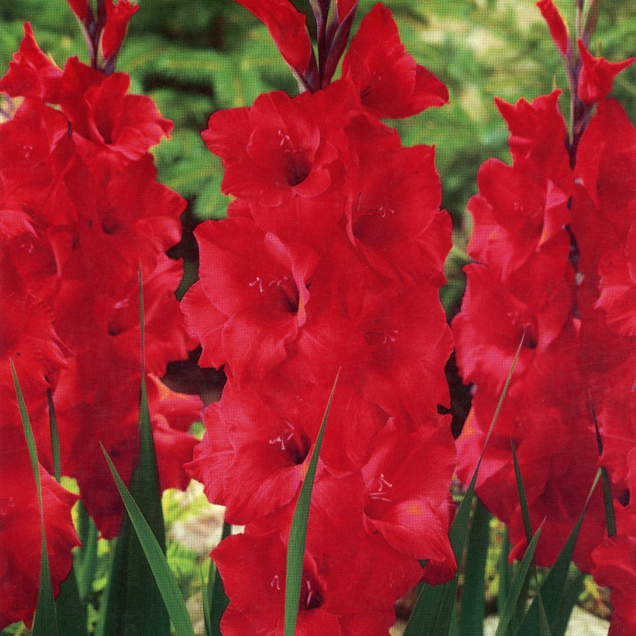 Gladiole Magma
