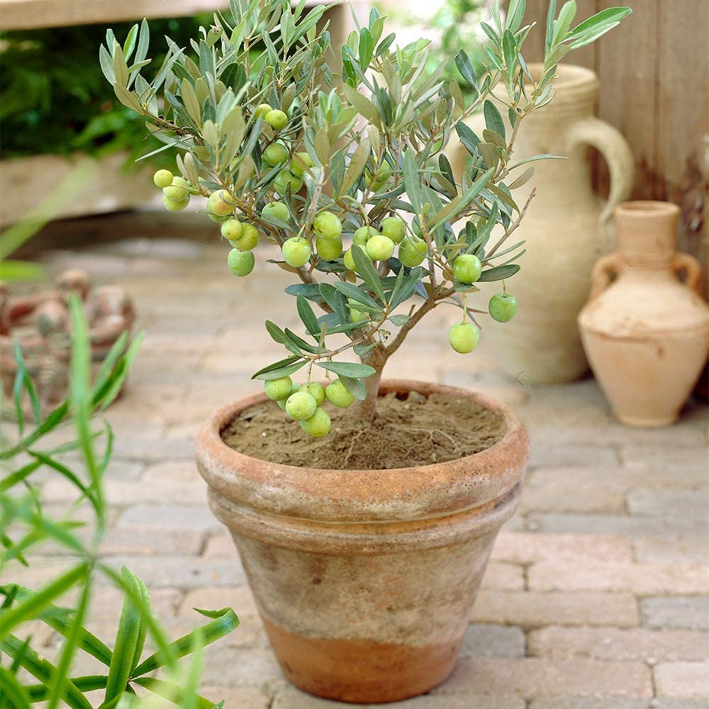 Măslin (Olea Europaea)