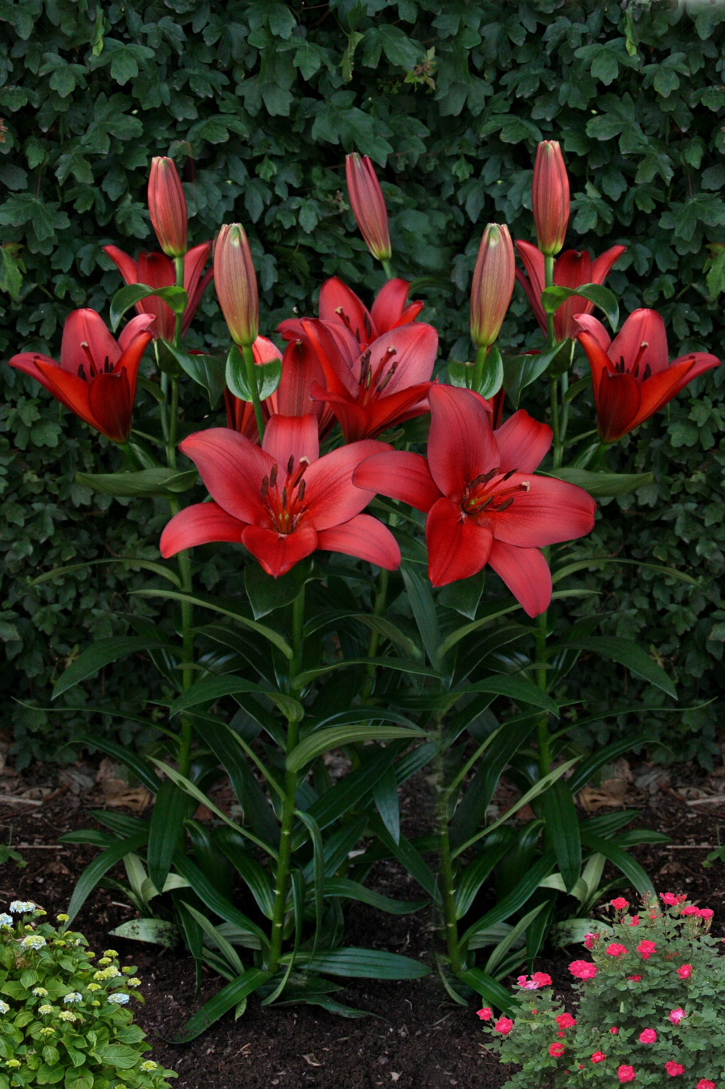 Lilium T.A Hybrid Orfeo