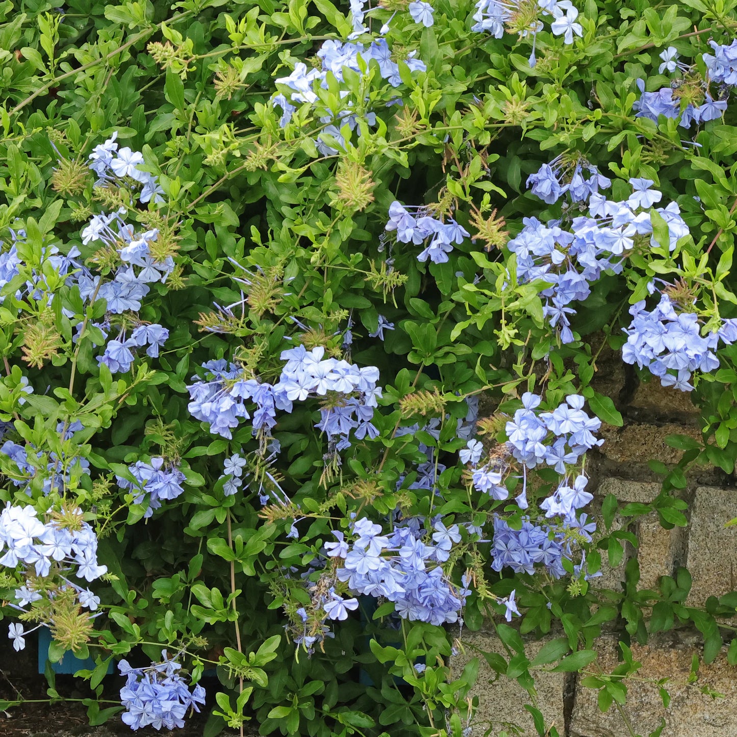Plumbago Auriculata (Floarea Cerului)
