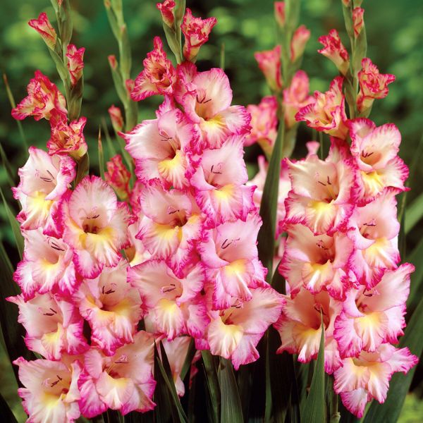 Gladiole Priscilla