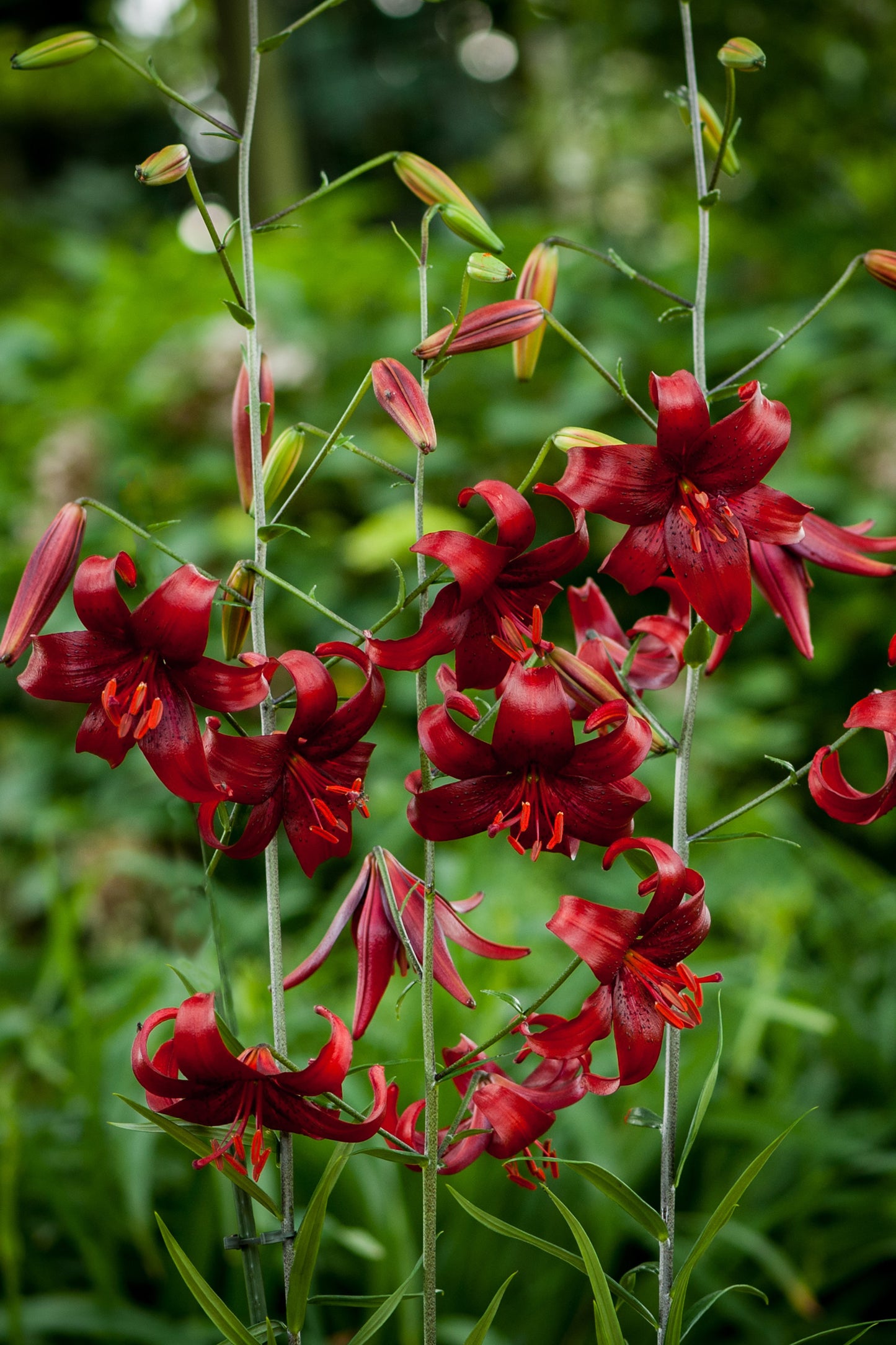 Lilium Tiger Red Velvet