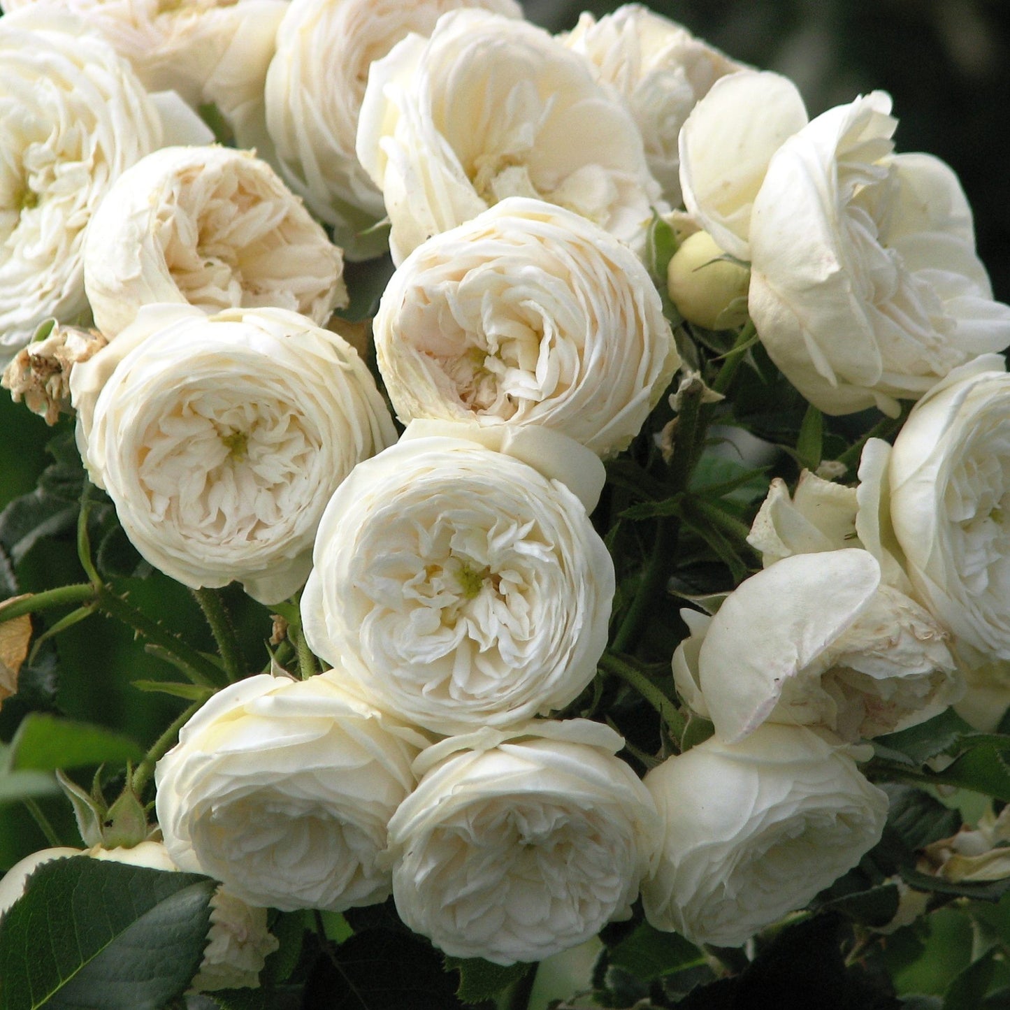 Trandafir Floribunda Artemis (ghiveci de 2 L, an II)