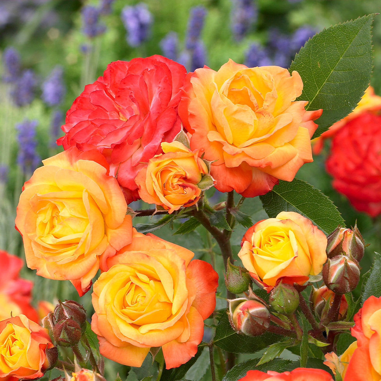 Trandafir Floribunda Rumba (ghiveci de 2 L, an II)