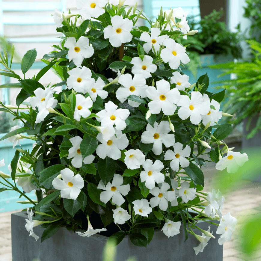 Dipladenia White